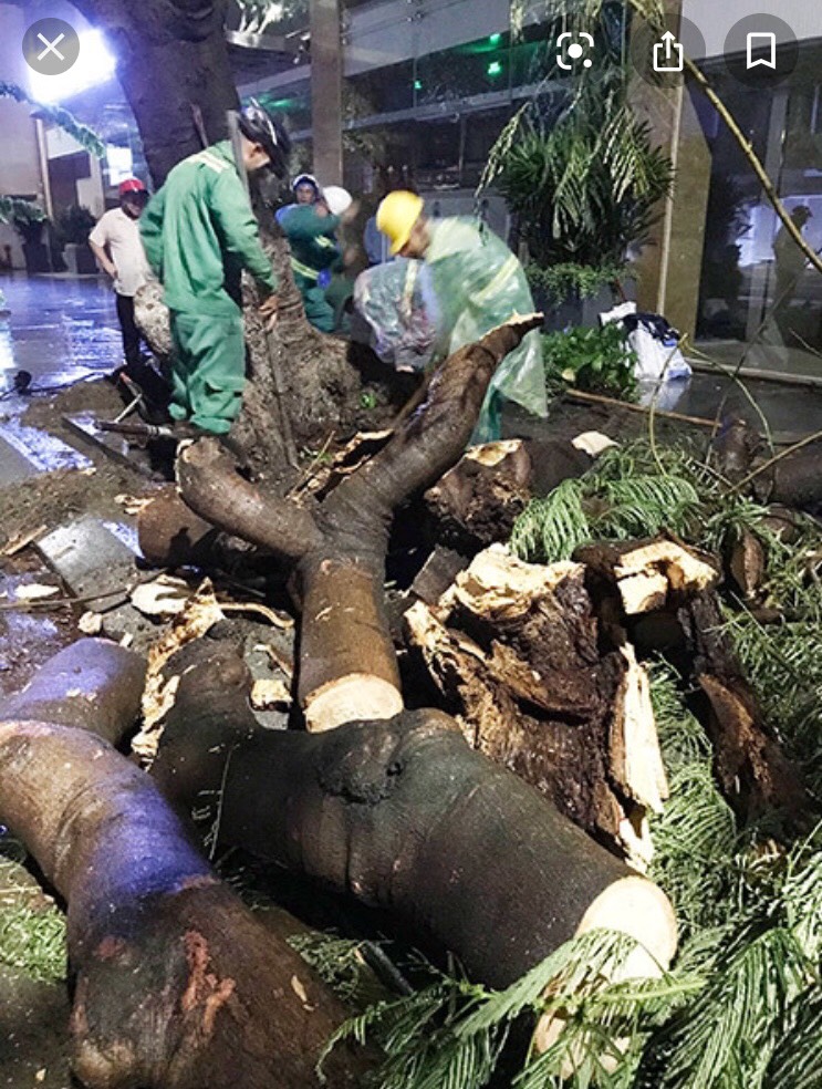 Dịch vụ cắt tỉa và chăm sóc cây xanh tại Quận 4
